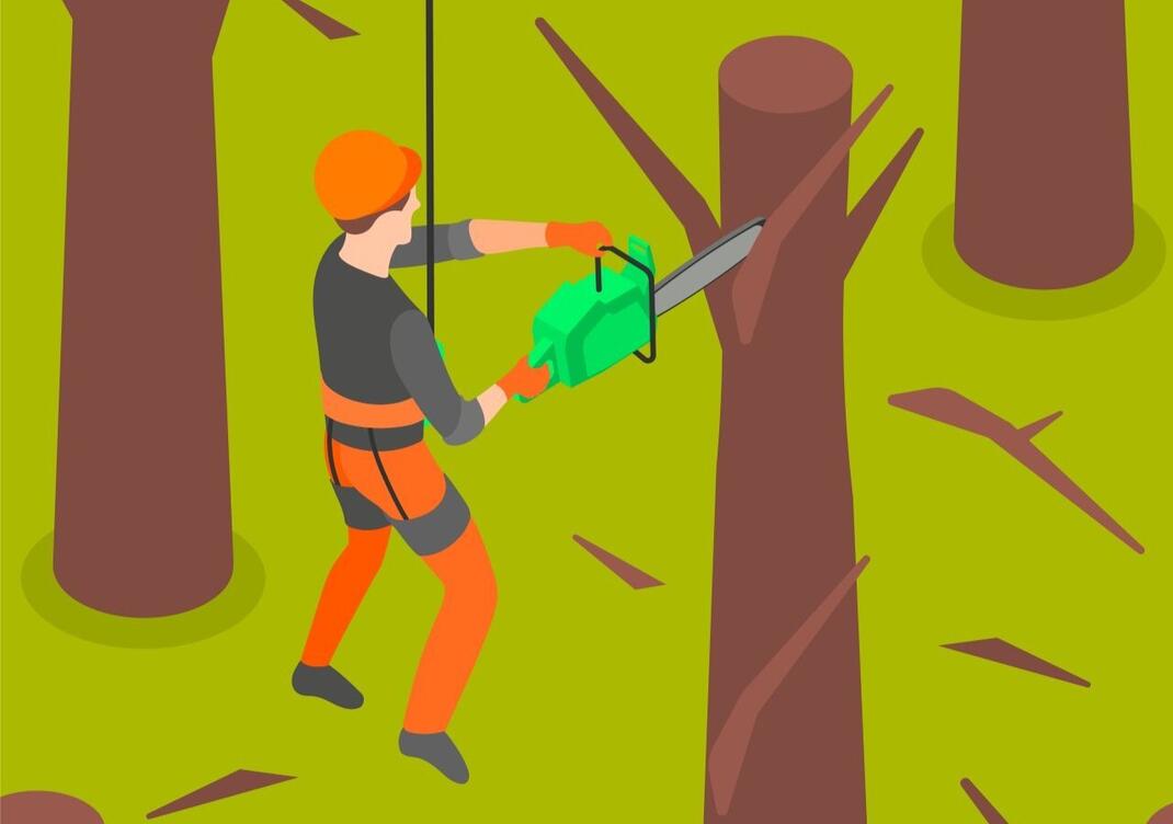 Abattage d'un arbre Abattage d'un arbre